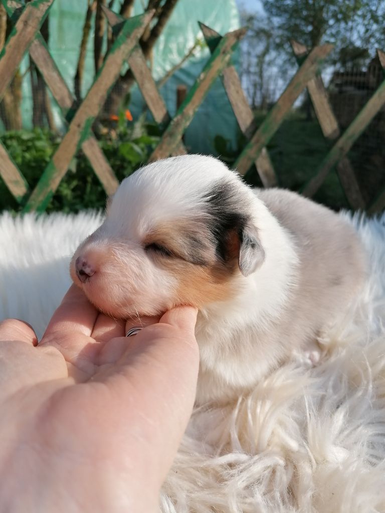 Jeko Memory - Chiots disponibles - Berger Australien